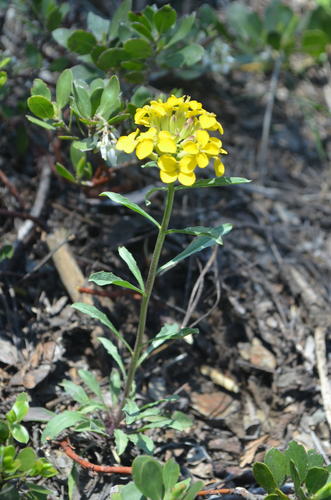Erysimum capitatum (Western Wallflower)