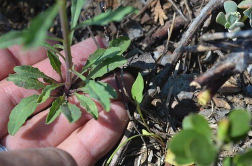 Erysimum capitatum (Western Wallflower)