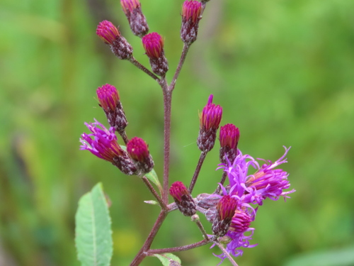 Vernonia gigantea (Tall Ironweed) (alternate view 6)