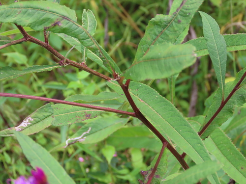 Vernonia gigantea (Tall Ironweed) (alternate view 7)