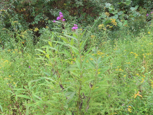 Vernonia gigantea (Tall Ironweed) (alternate view 8)
