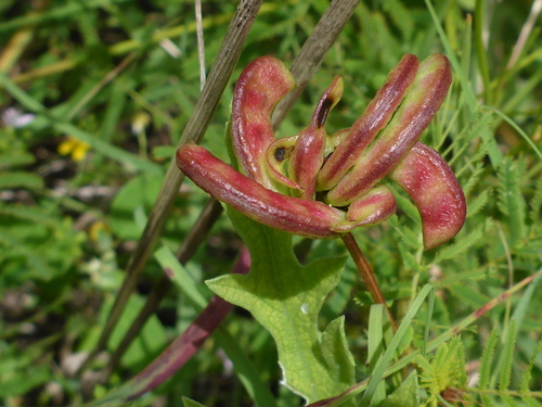 Desmanthus illinoensis (Illinois bundleflower) (alternate view 2)