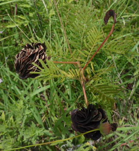 Desmanthus illinoensis (Illinois bundleflower) (alternate view 3)