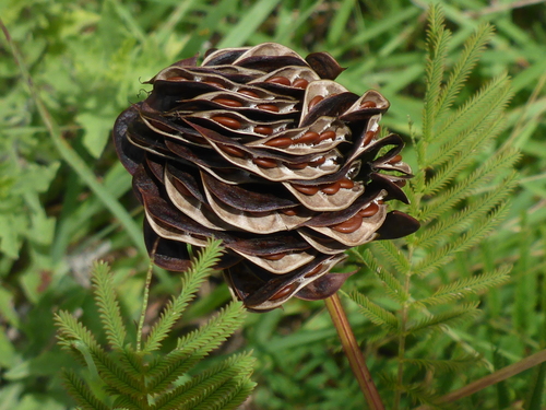 Desmanthus illinoensis (Illinois bundleflower) (alternate view 4)