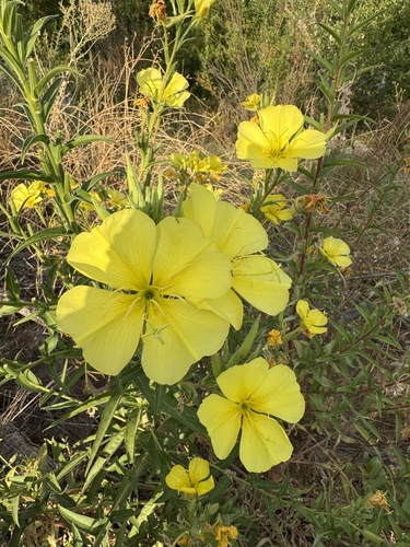 Oenothera elata (tall evening primrose) (alternate view 4)