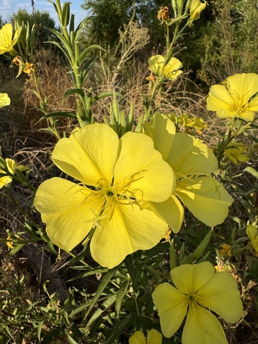 Oenothera elata (tall evening primrose) (alternate view 5)