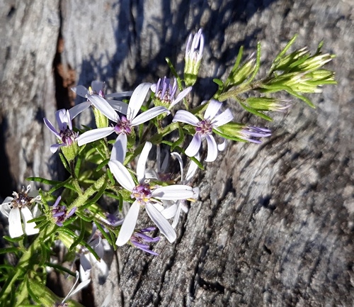 Olearia ramulosa (Twiggy Daisy-Bush) (alternate view 2)