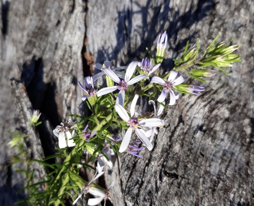 Olearia ramulosa (Twiggy Daisy-Bush) (alternate view 3)
