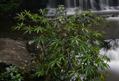 Schefflera (alternate view 4)