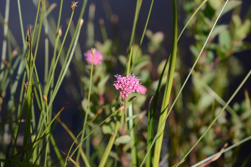 Spiraea splendens (Subalpine Spiraea)