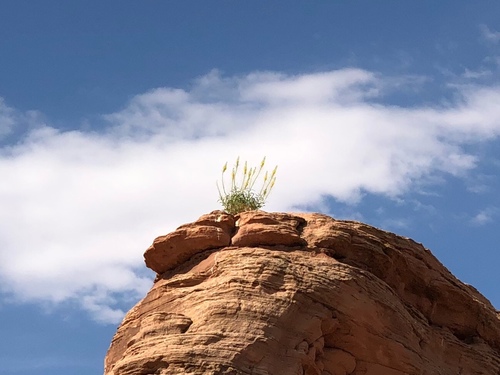 Stanleya pinnata (Desert Prince's Plume) (alternate view 2)