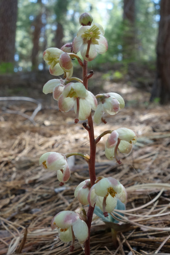 Pyrola picta (white-veined wintergreen) (alternate view 2)