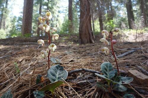 Pyrola picta (white-veined wintergreen) (alternate view 3)