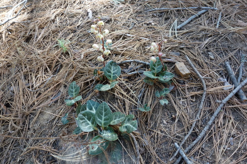 Pyrola picta (white-veined wintergreen) (alternate view 4)