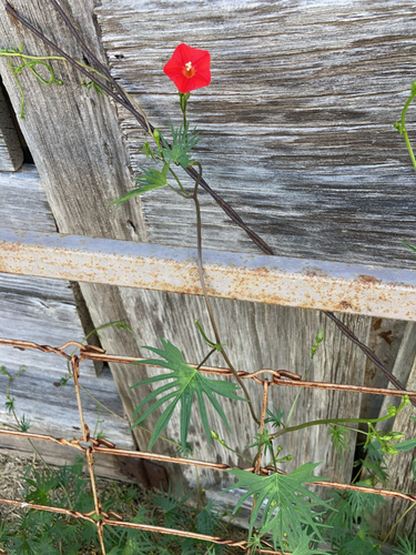 Ipomoea × multifida (Cardinal Climber) (alternate view 10)