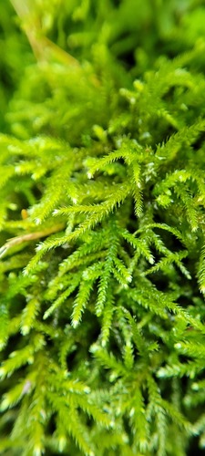 Eurhynchium striatum (Common Striated Feather-moss)