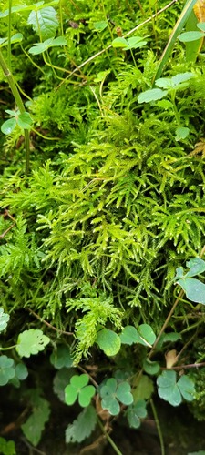 Eurhynchium striatum (Common Striated Feather-moss)