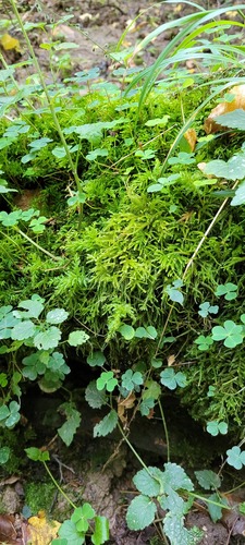 Eurhynchium striatum (Common Striated Feather-moss)