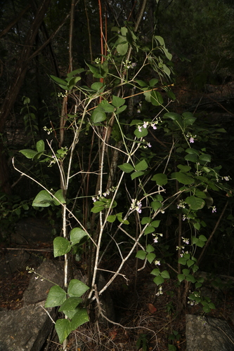 Phaseolus (beans) (alternate view 2)
