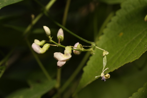 Phaseolus (beans) (alternate view 4)