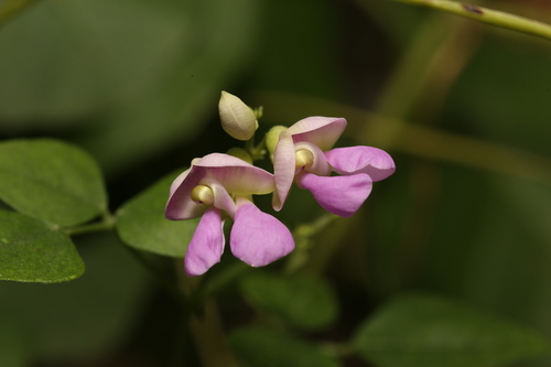 Phaseolus (beans)