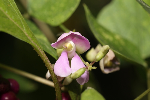 Phaseolus (beans) (alternate view 5)