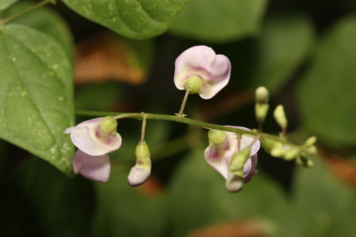 Phaseolus (beans) (alternate view 3)