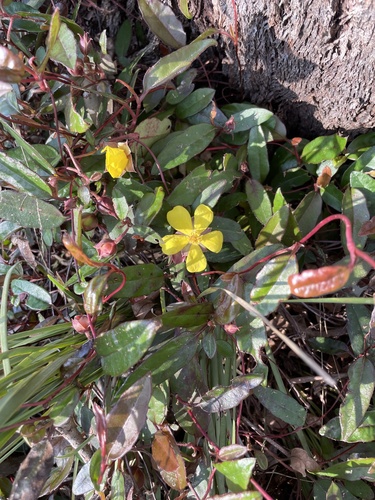 Hibbertia dentata (Toothed Guinea Flower)