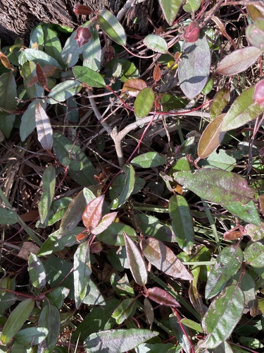 Hibbertia dentata (Toothed Guinea Flower) (alternate view 2)