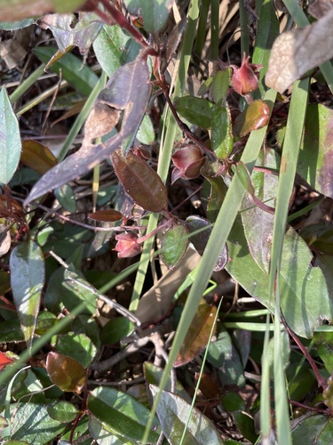 Hibbertia dentata (Toothed Guinea Flower) (alternate view 3)