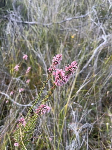 Sprengelia incarnata (Pink Swamp Heath) (alternate view 7)