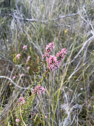Sprengelia incarnata (Pink Swamp Heath) (alternate view 8)