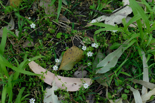 Stellaria flaccida (Forest Starwort) (alternate view 8)
