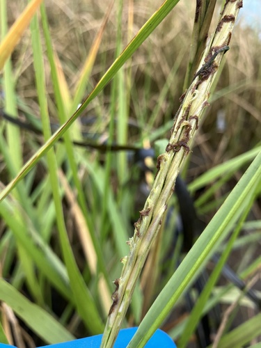 Sporobolus anglicus (common cordgrass)