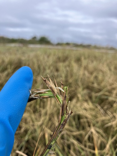 Sporobolus anglicus (common cordgrass)