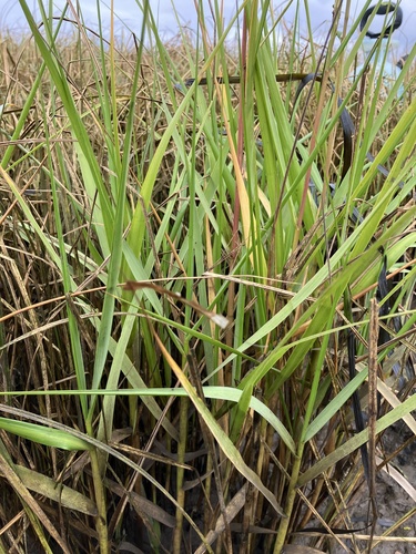 Sporobolus anglicus (common cordgrass)