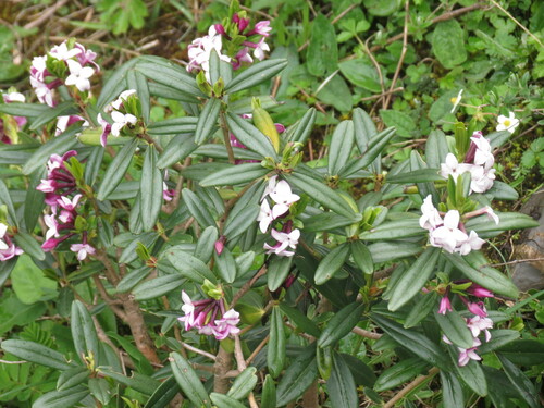 Daphne tangutica (Tangut Daphne)