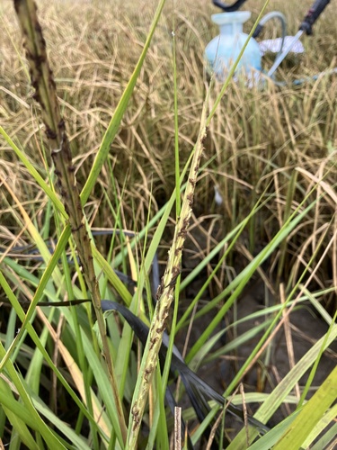 Sporobolus anglicus (common cordgrass)