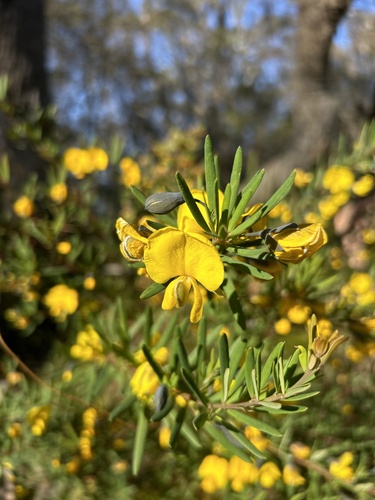 Gompholobium latifolium (Golden Glory Pea)