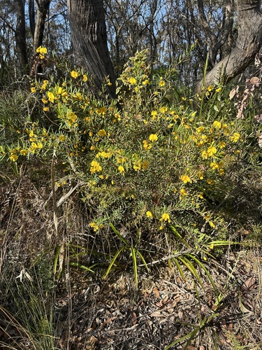 Gompholobium latifolium (Golden Glory Pea) (alternate view 2)