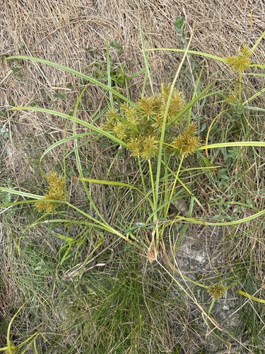 Cyperus odoratus (Fragrant flatsedge) (alternate view 5)