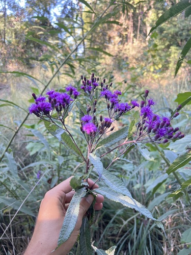 Vernonia gigantea (Tall Ironweed) (alternate view 9)