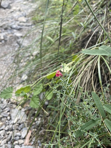 Scutellaria suffrutescens (Pink Skullcap)