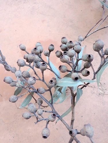 Corymbia citriodora (Lemon-scented gum)