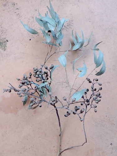 Corymbia citriodora (Lemon-scented gum) (alternate view 2)