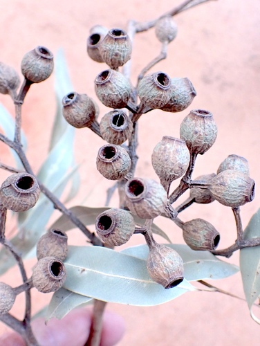 Corymbia citriodora (Lemon-scented gum) (alternate view 3)
