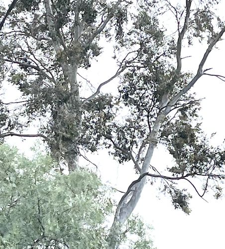 Corymbia citriodora (Lemon-scented gum) (alternate view 5)