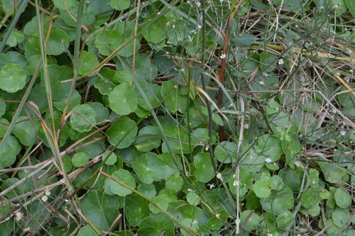 Hydrocotyle vulgaris (Marsh Pennywort)
