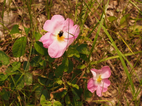 Rosa gallica (French rose) (alternate view 4)