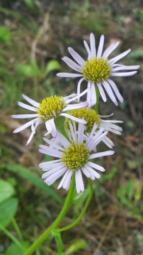 Erigeron pulchellus (robin's-plantain) (alternate view 6)